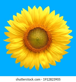 Close up of Sunflower on Blue Background with Clipping Path for Working. - Shutterstock ID 1912823905