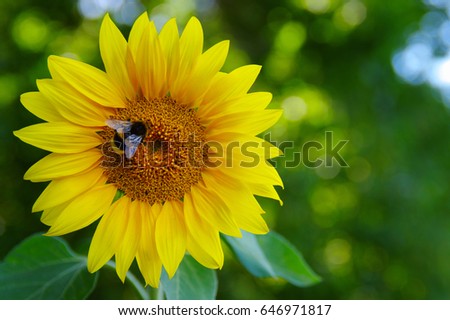 Close up of sunflower on green  background