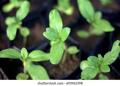 Close Up Of Sunflower Seedling, Selective Focus