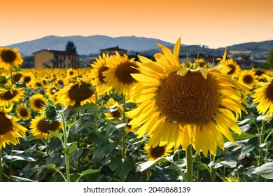 Close up of the Sunflower under the sunset light in the Tuscan countryside. Italy