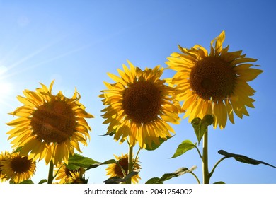 Close up of the Sunflowers against the blue sky
