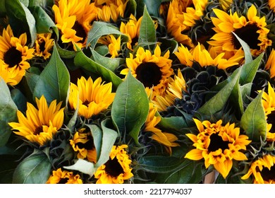 Close Up Sunflowers Cut At Street Vending
