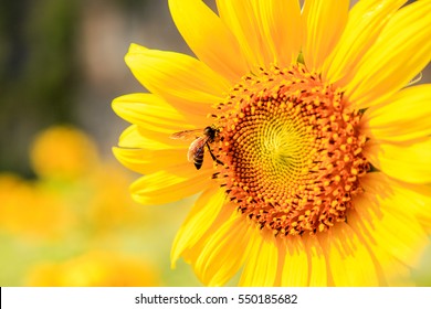 Close up Sunflowers and flying bee with mountains background