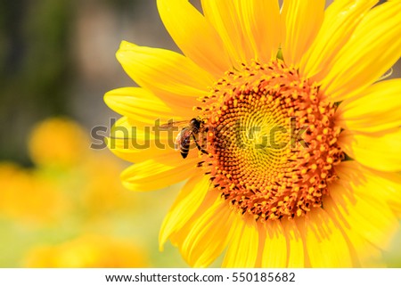 Close up Sunflowers and flying bee with mountains background