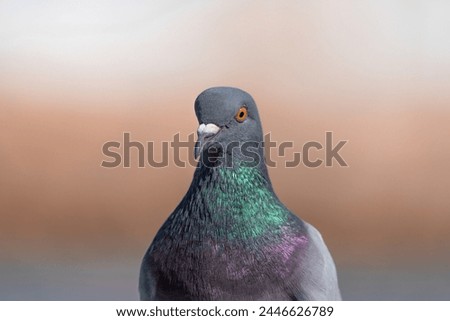 Image, Stock Photo city bird Animal Bird