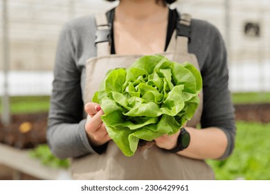 Close up of sustainable fresh green lettuce crop harvest. Certified naturally sprouted up locally harvested healthy food grown as organic nutrient vegan source in rural horticulture greenhouse