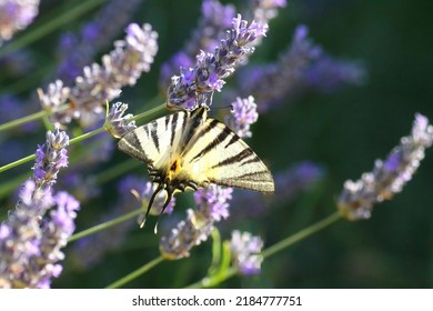 Close Up Of A Swallow Tail On A Blooming Lavender