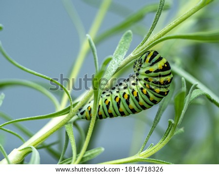 Close up of Swallowtail caterpillar as it forms a J on lavender plant in preparation for becoming a chrysalis. Foto stock © 