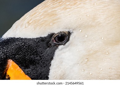 Close Up Of A Swan Eye