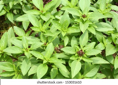 Close Up Sweet Basil Leaf From Thailand