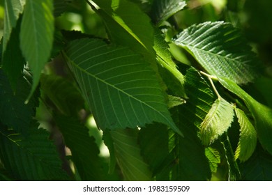 Close Up Of Sweet Birch Leaves In The Shade - Betula Lenta