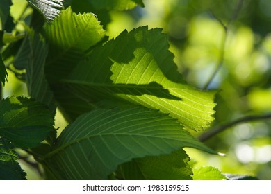 Close Up Of Sweet Birch Leaves In The Sun - Betula Lenta