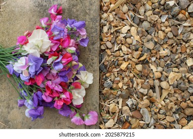 Close Up Of Sweet Pea Flower Stems, In Full Bloom The Beautiful Scented Petals In Pinks White Purple And Violet Flat Lay On Stone With Gravel To Right Grown In English Country Organic Summer Garden 