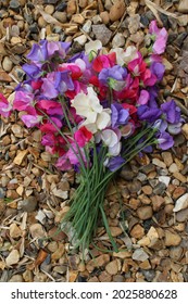 Close Up Of Sweet Pea Flower Stems, In Full Bloom The Beautiful Scented Petals In Pinks White Purple And Violet Flat Lay On Gravel Home Grown In English Country Organic Garden In Summer