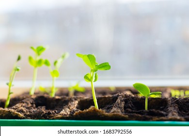 Close Up Of A Sweet Pea Sprout. Young Seedlings In Tray On Window Sill Pea Seedling In Greenhouse. Copy Space