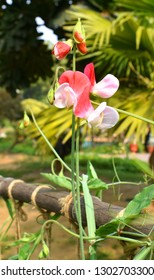 Close Up Of Sweet Pea Vine With Thin Ropes On Bamboo