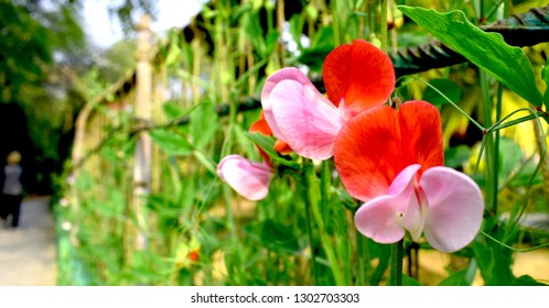 Close Up Of Sweet Pea Vine With Thin Ropes On Bamboo