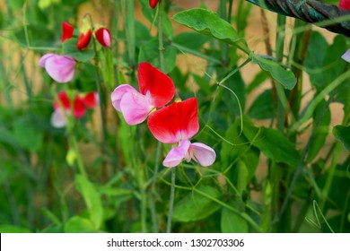 Close Up Of Sweet Pea Vine With Thin Ropes On Bamboo