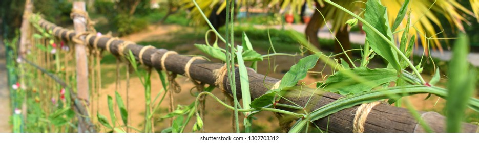 Close Up Of Sweet Pea Vine With Thin Ropes On Bamboo