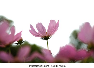 コスモス シルエット の写真素材 画像 写真 Shutterstock