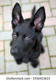 Close Up Of A Sweet Puppy Dog With Big Ears. Portrait Of A Black German Shepherd Looking At The Camera.