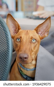 Close Up Of A Sweet Puppy Dog With Big Ears. Portrait Of A Red Funny Dog Coming Up From Under A Table. Yellow Eyes And Intense Gaze.