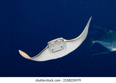 Close Up Of A Swimming Stingray