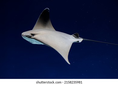 Close Up Of A Swimming Stingray