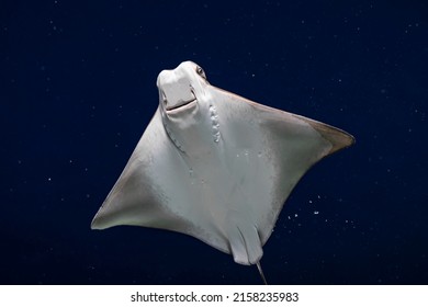 Close Up Of A Swimming Stingray