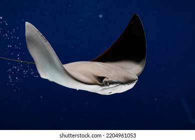 Close Up Of A Swimming Stingray