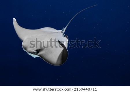 Close up of a swimming stingray