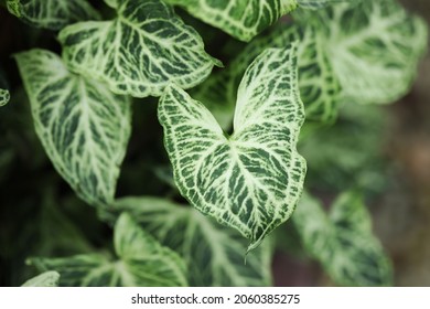 Close Up Of Syngonium Batik Leaf 