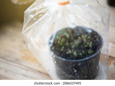 close system cactus seeding in clear plastic bags with tiny cactus sprouts - Shutterstock ID 2086537495