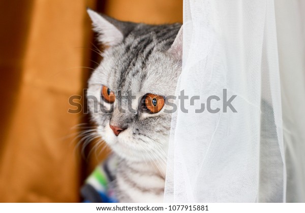 Close Tabby Cat British Shorthair Orange Stock Photo Edit Now