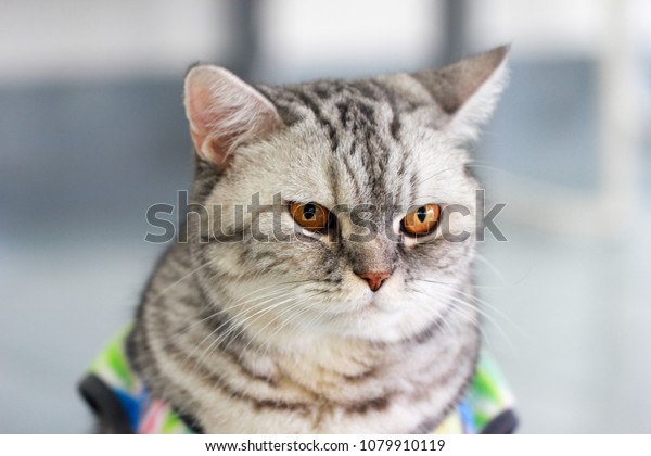 Close Tabby Cat British Shorthair Orange Stock Photo Edit Now