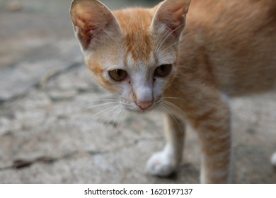 Close Up Tabby Cat Or Orange Cat Walking On The Floor Of The House With Funny Gesture. Selected Focus