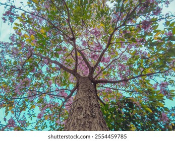 Close up of Tabebuia rosea, also called pink poui, tabebuia and rosy trumpet tree from low angle with green leaves and lush flowers blooming in spring dry season on a sunny morning with brightblue sky - Powered by Shutterstock