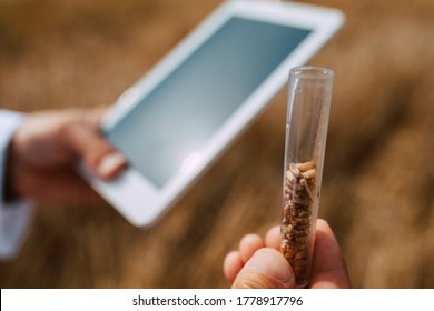 Close Up Of Tablet Computer In Hand Male Caucasian Technologist Agronomist  In The Field Of Wheat Checking Quality And Growth Of Crops For Agriculture.