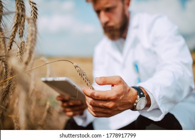 Close Up Of Tablet Computer In Hand Male Caucasian Technologist Agronomist  In The Field Of Wheat Checking Quality And Growth Of Crops For Agriculture.