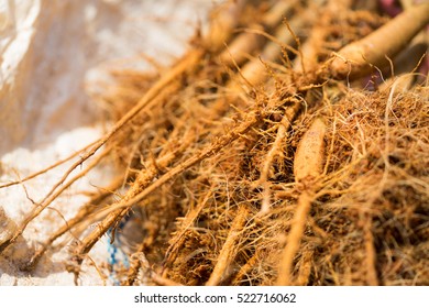 Close Up Tabroot And Fibrous Root Of Durian Tree.
