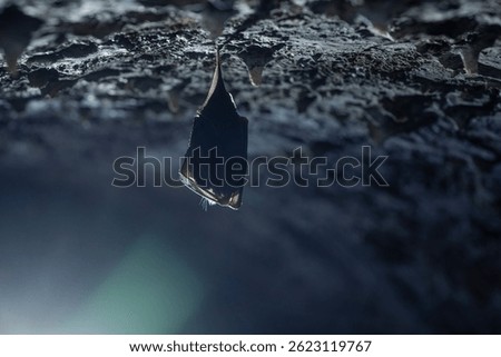 Close up take of small sleeping lesser horseshoe bat (Rhinolophus hipposideros) covered by wings, hanging upside down on top of cold arched brick cellar that hibernate. Creative wildlife