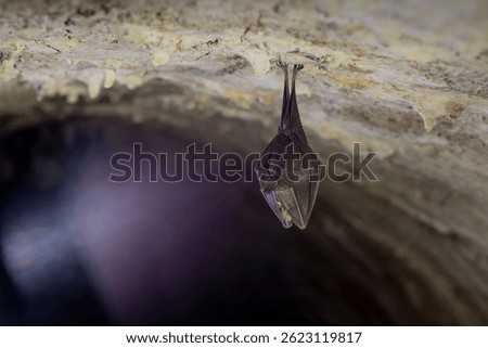 Close up take of small sleeping lesser horseshoe bat (Rhinolophus hipposideros) covered by wings, hanging upside down on top of cold arched brick cellar that hibernate. Creative wildlife