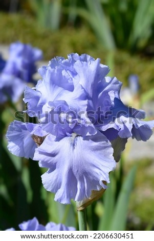 Close up of a Tall bearded iris Rapture in Blue flower - Latin name - Iris barbata elatior Rapture in Blue 