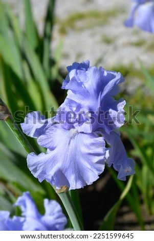 Close up of a Tall bearded iris Rapture in Blue flower - Latin name - Iris barbata elatior Rapture in Blue 