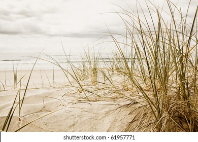 Close up of a tall grass on a beach during stormy season