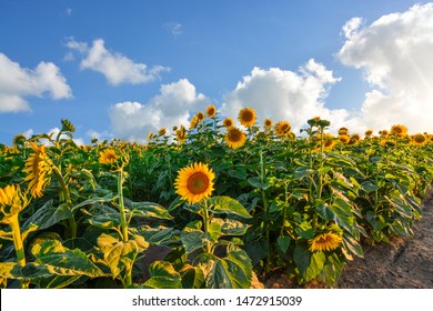 Close Up Of Tall Sunflowers In A Field In The Inland Northwest Area Of Spokane, Washington