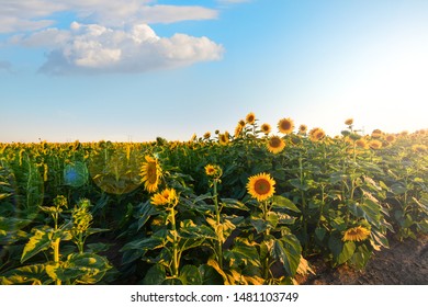 Close Up Of Tall Sunflowers In A Field In The Inland Northwest Area Of Spokane, Washington