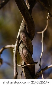 Close Up Of Tangled Branches