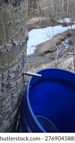 Close Up of Tapping Birch Tree for Sap with Metal Spile and Blue Bucket. A vertical close-up shot of a metal spile inserted into the bark of a birch tree to collect fresh sap. A large blue plastic bucket is positioned underneath to catch the harvest. In the blurred background, a snowy forest floor and a small stream illustrate the early spring season of traditional sap harvesting in a wilderness setting.