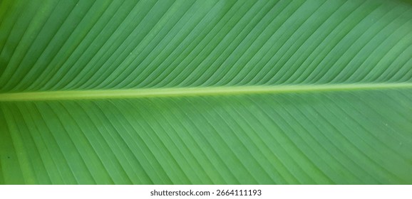 Close up taro leaf with the bone
